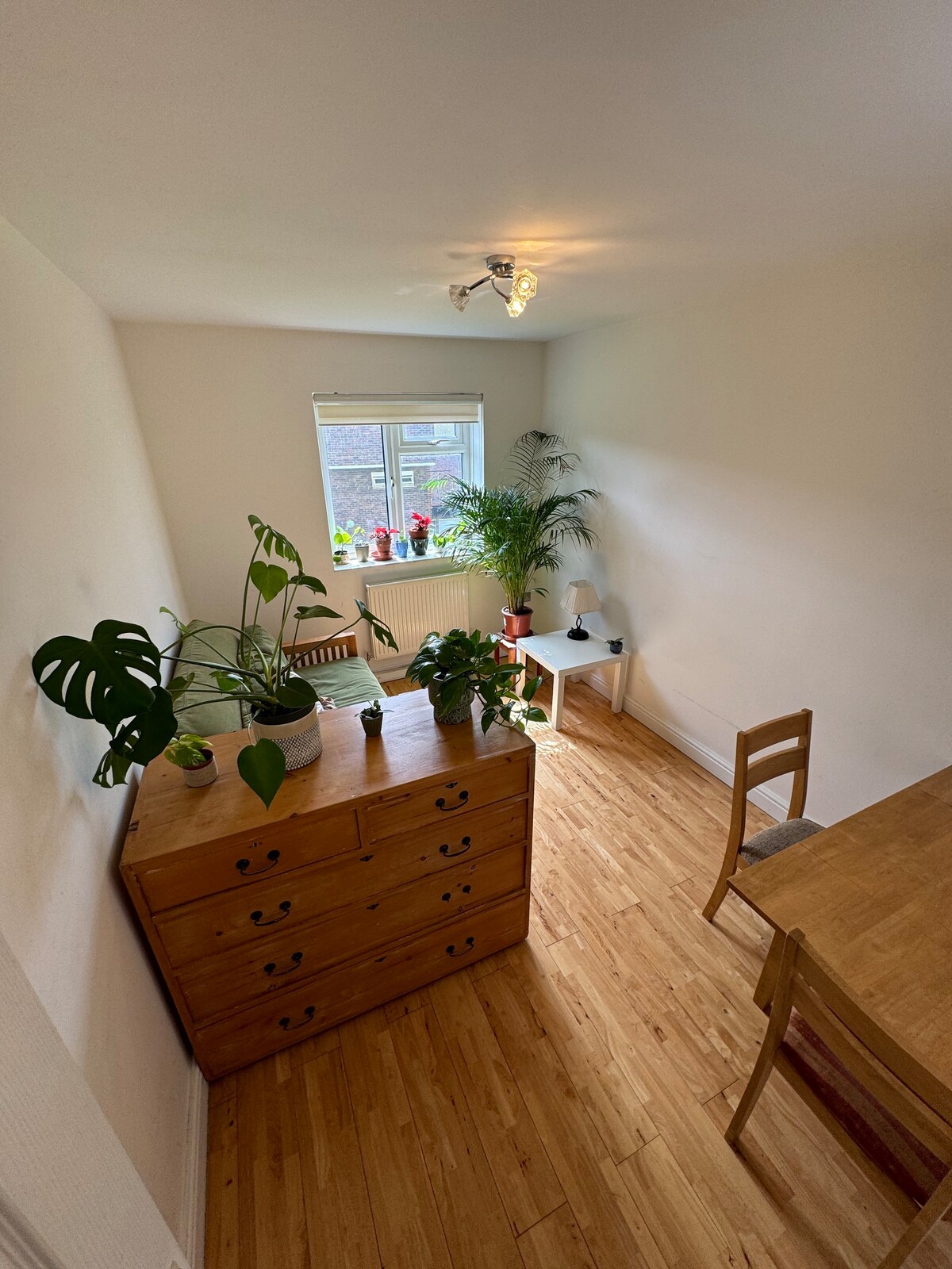 公寓内绿树成荫的房间。