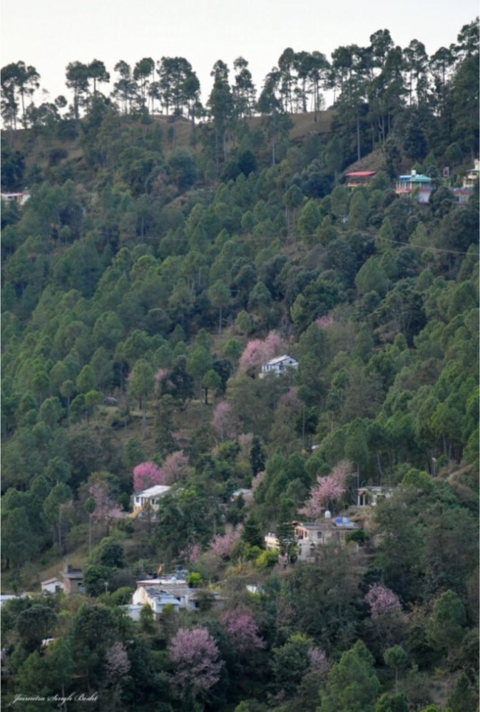 Himalayan View Homestay by Manoj