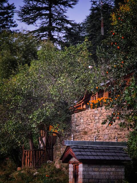 The Wild Apricot