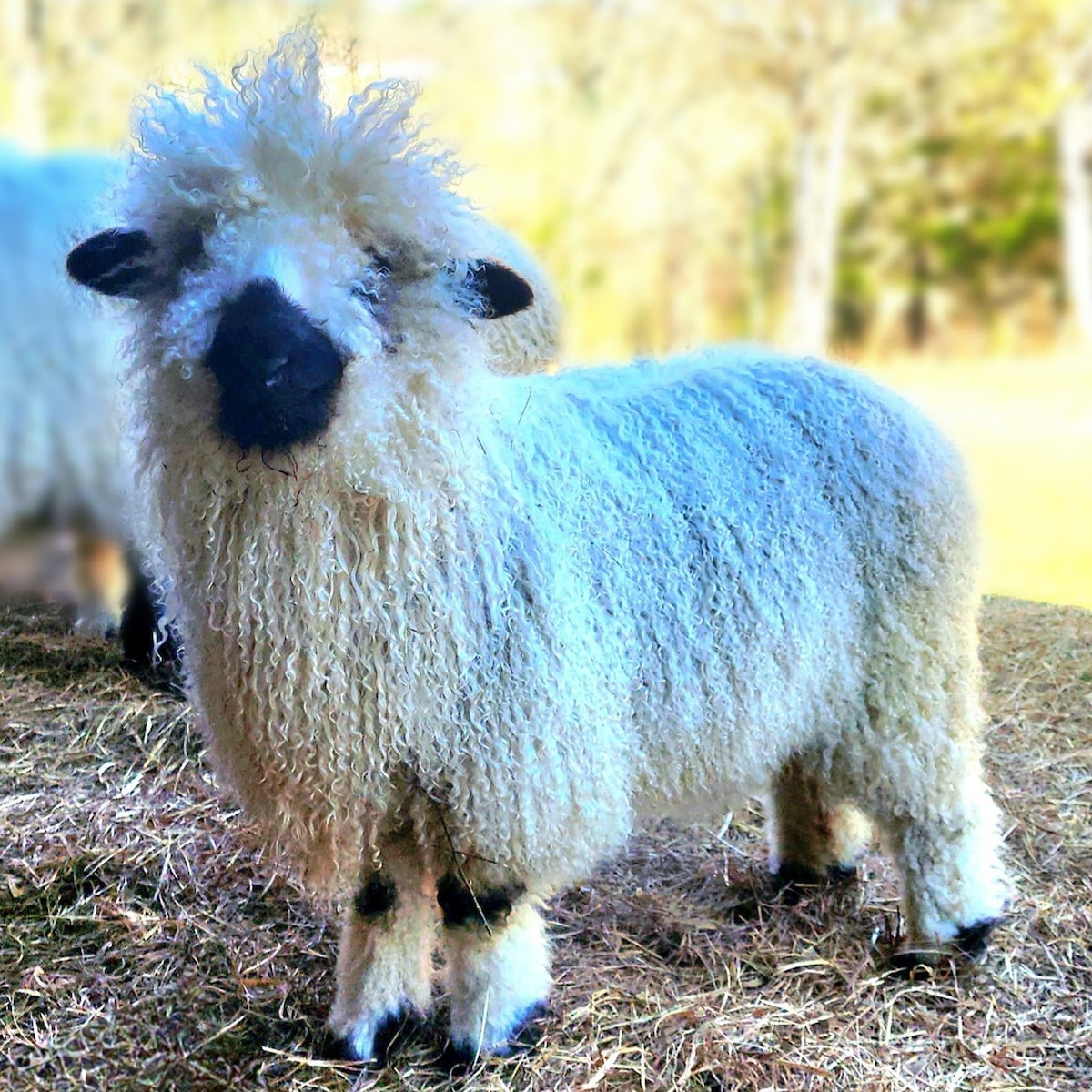 Camp w/the World's Cutest Sheep!