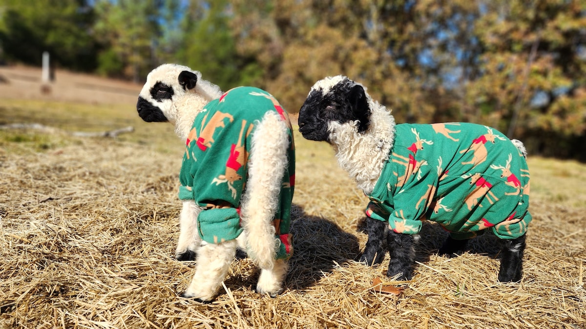 Camp w/the World's Cutest Sheep!