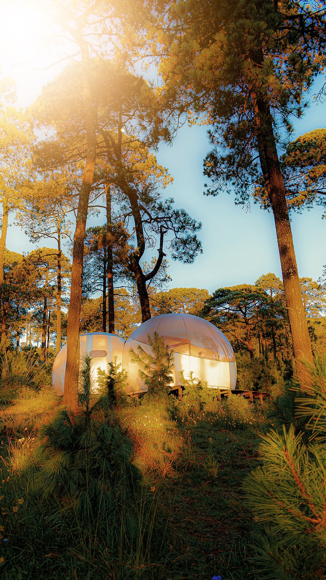 Alpino Bubble Glamping - Hotel Burbuja en CDMX