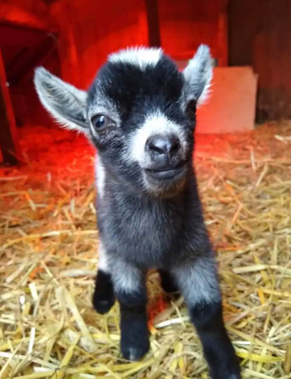 Baby Goats and Piggies ！ Tiny Farm Tiny Barn Studio