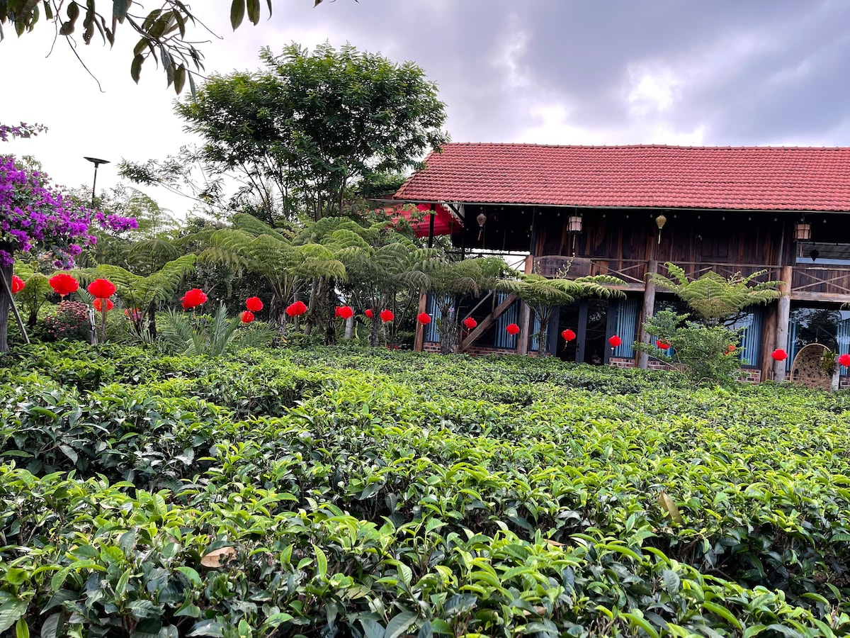 Khu vườn nhiệt đới với trà xanh và trái cây sạch