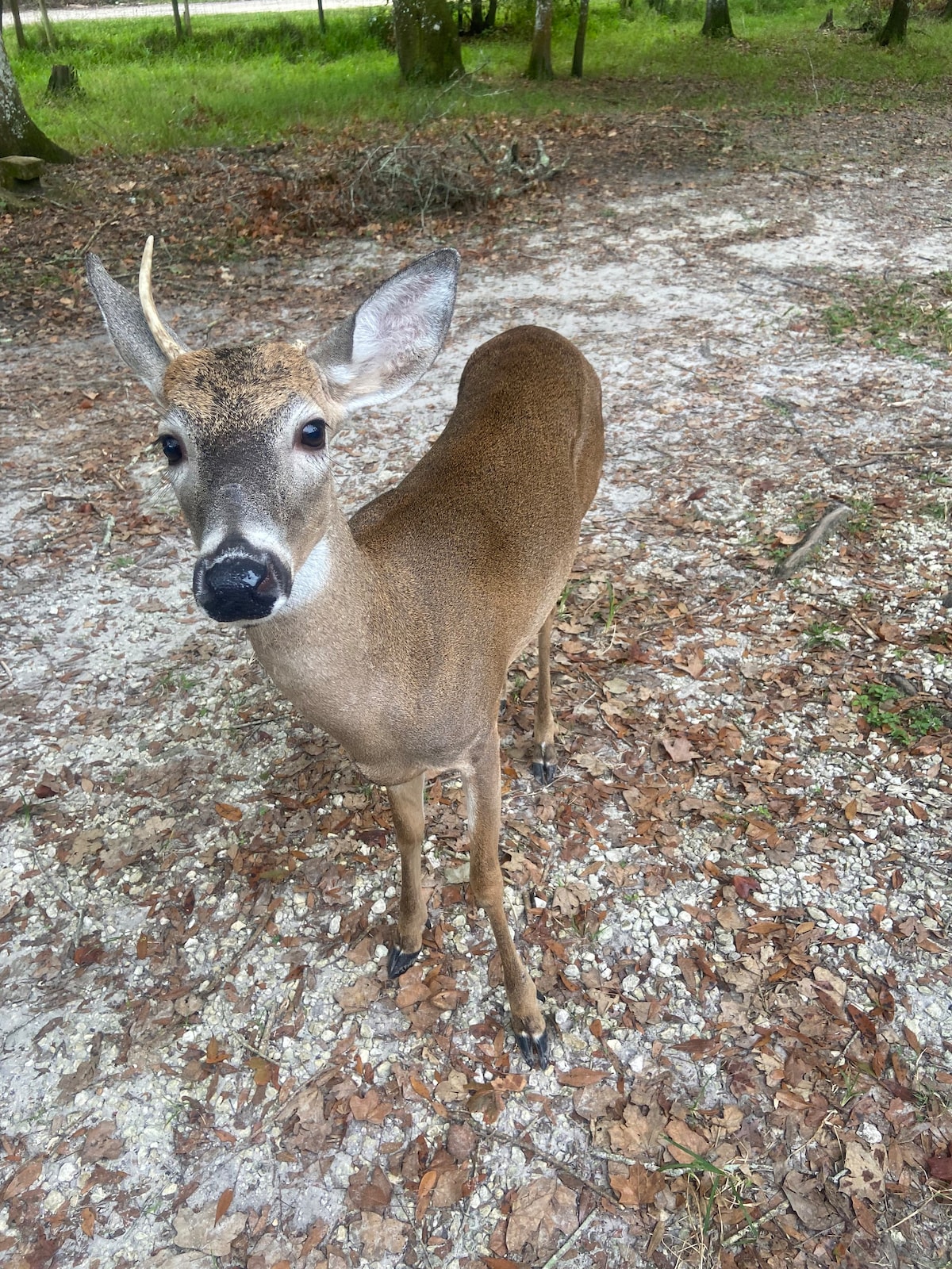 Florida Woodland Retreat