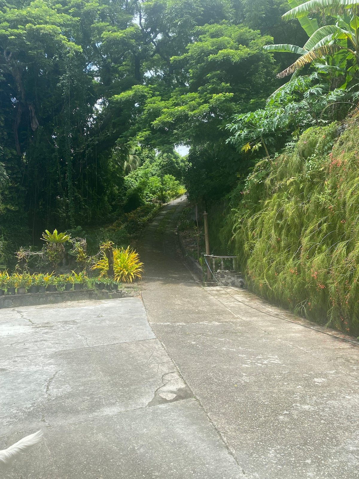 Samaan Estate - Garden View