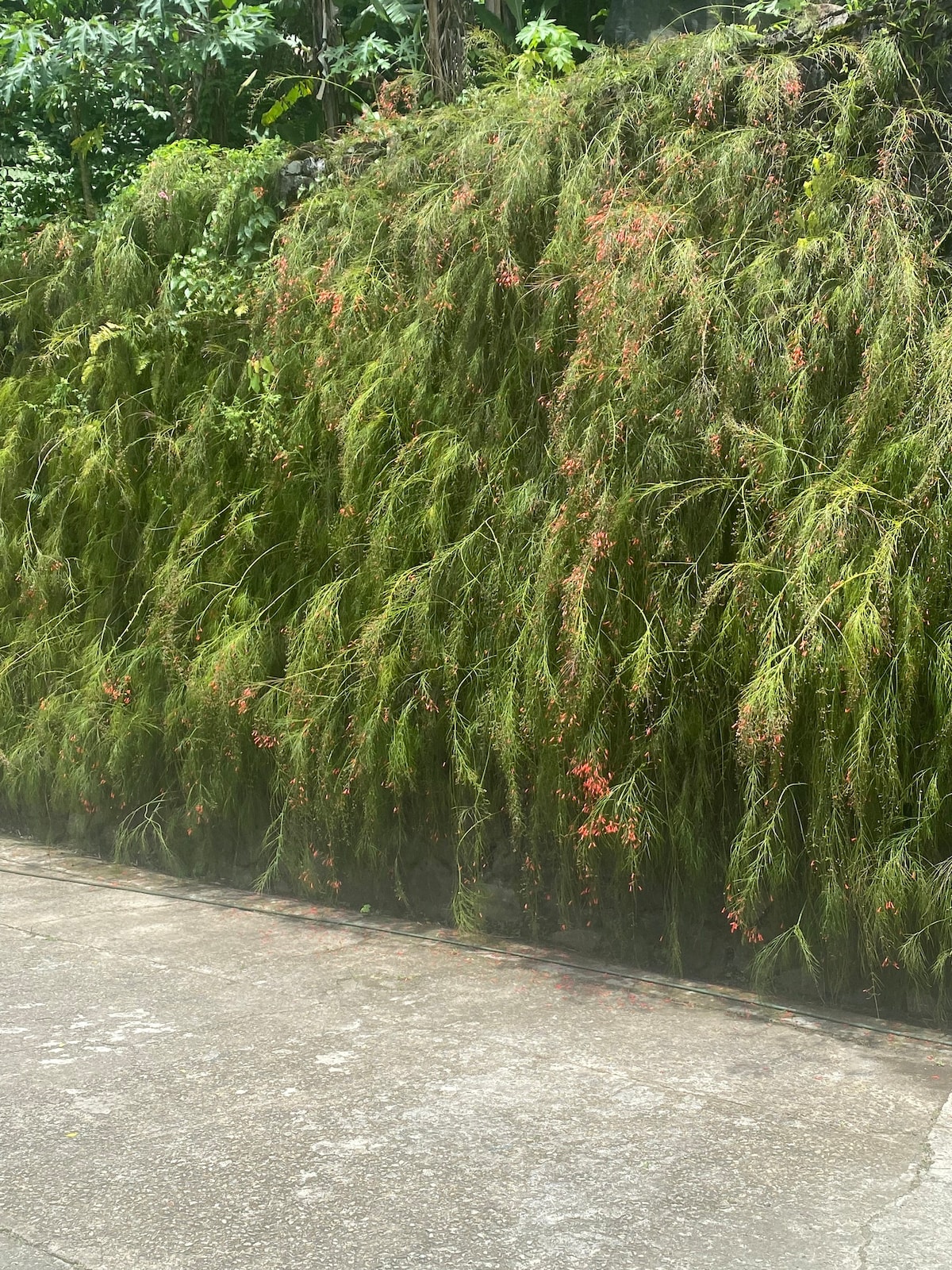 Samaan Estate - Garden View