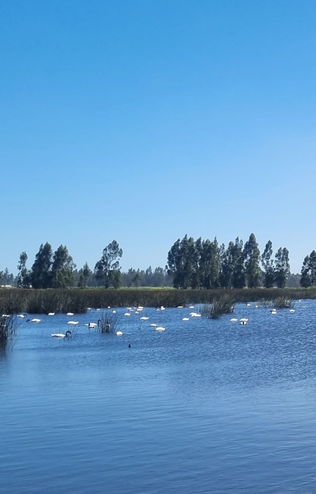 Cabañas del Humedal