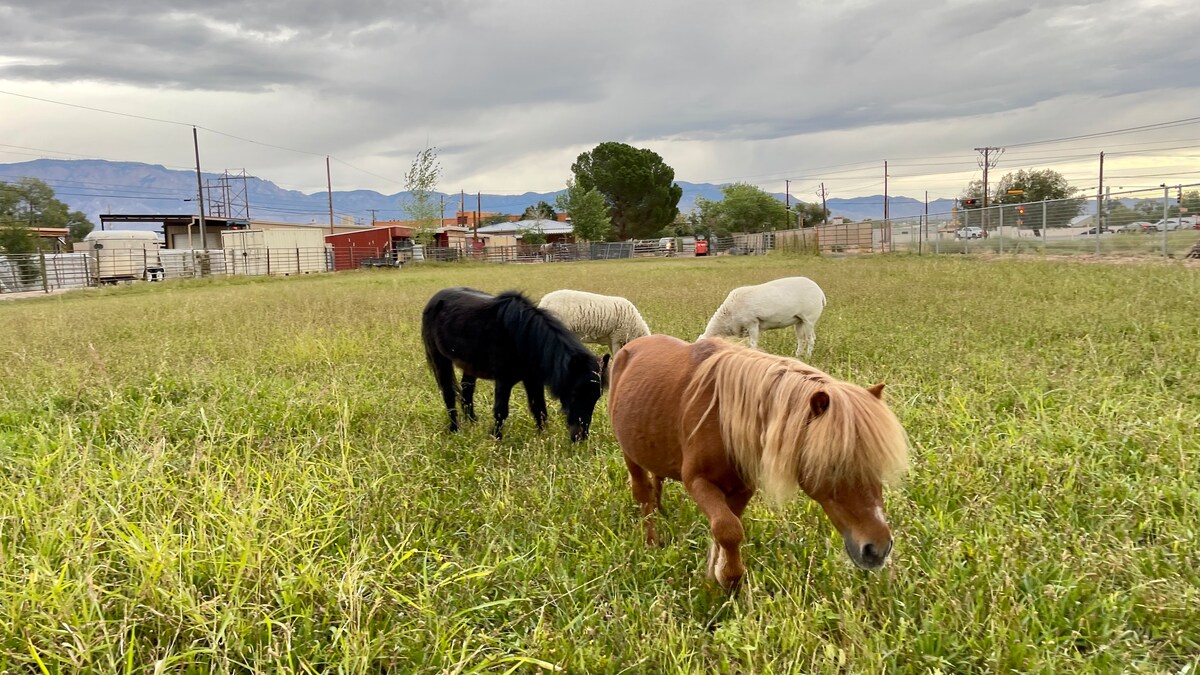 The Abeyta Family Farm