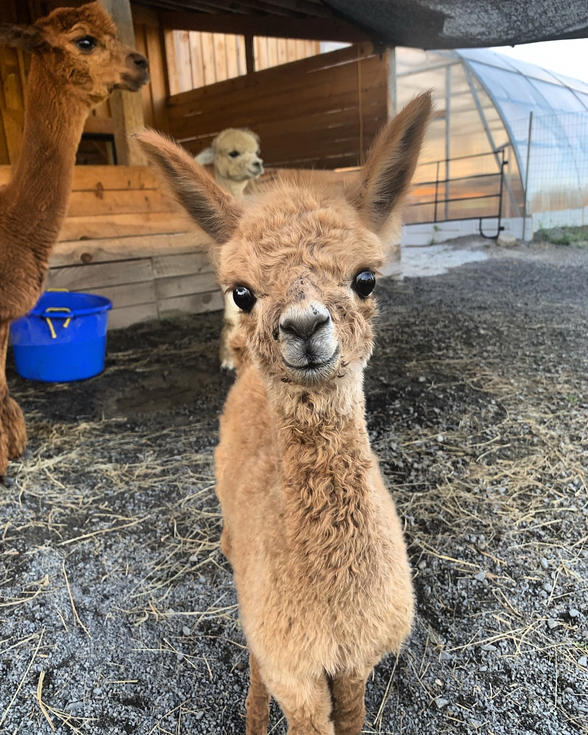 Alpaca Farm stay &  Complimentary Alpaca Adventure