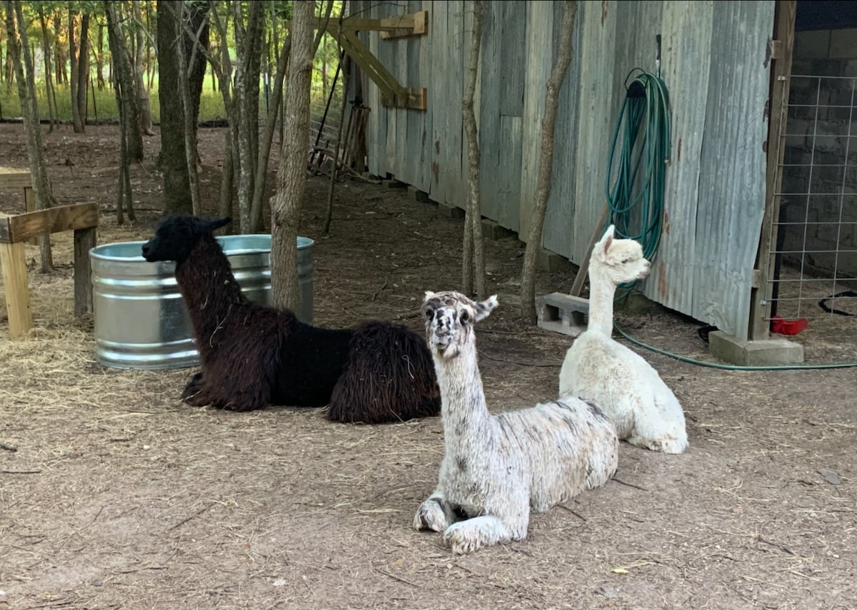 Modern Treehouse Retreat w/ Llamas, Donkey & Pony