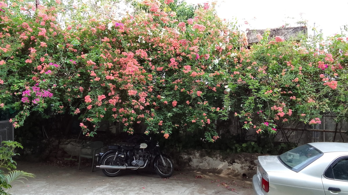 Mum's Bougainvillea