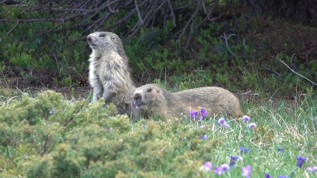 Chalet des 5 marmottes