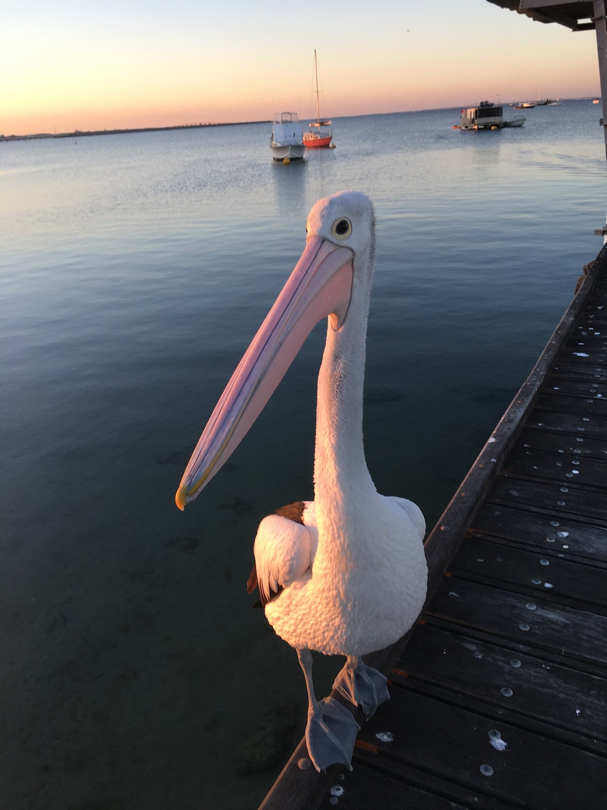 Pelican Vista