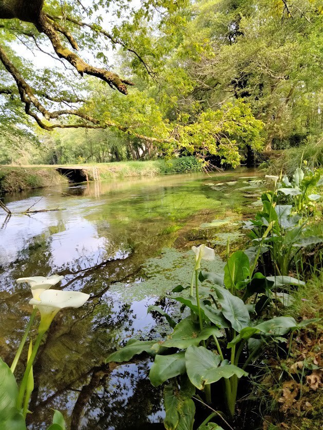 House by a stream