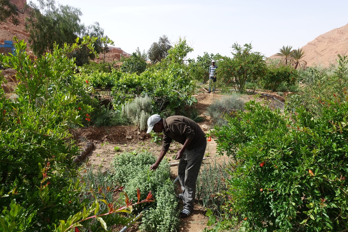 Tamazight Oasis