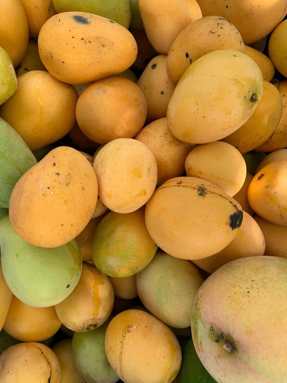 Under The Mango Tree | Don Cesar