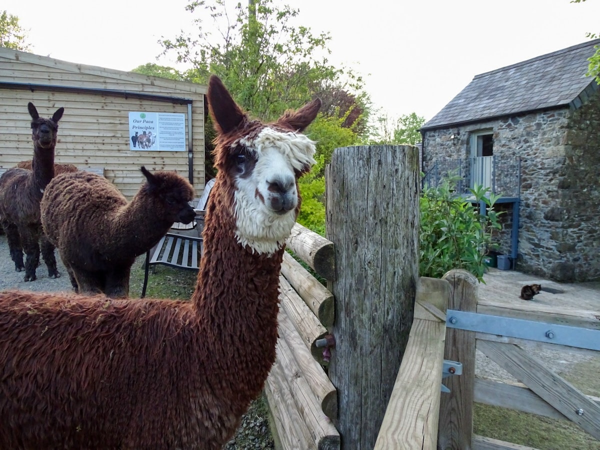Stay on a Dartmoor alpaca farm in style