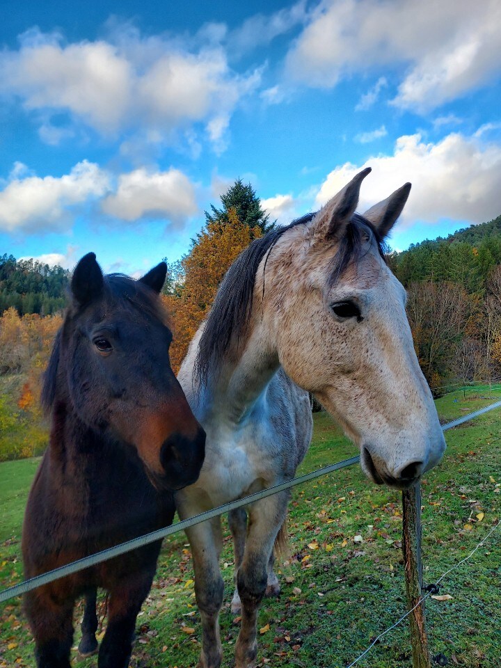 la cabane aux chevaux