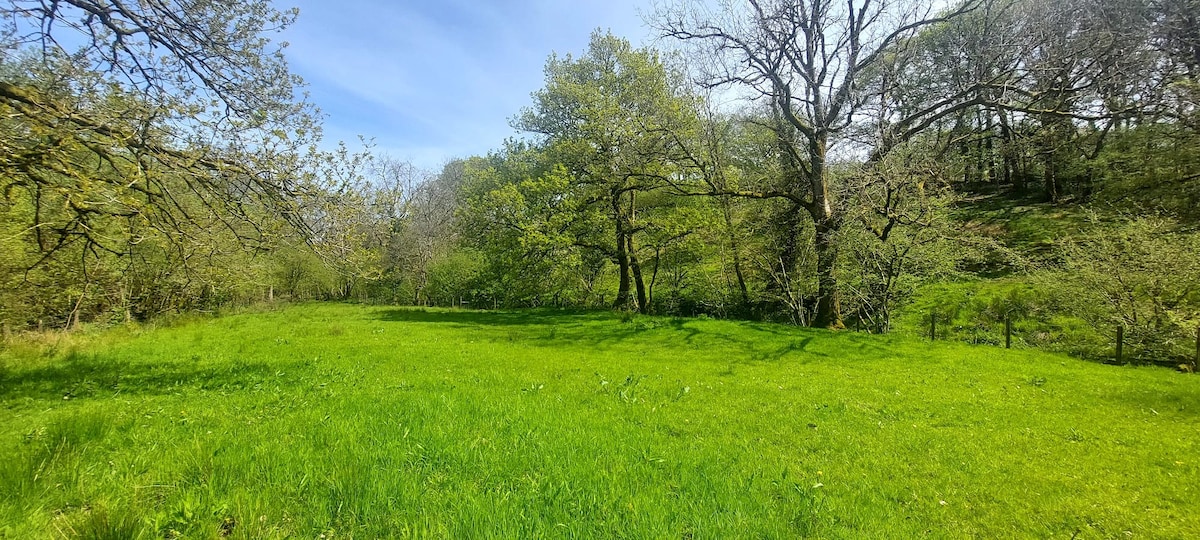 Brechfa Forest Wild Camping