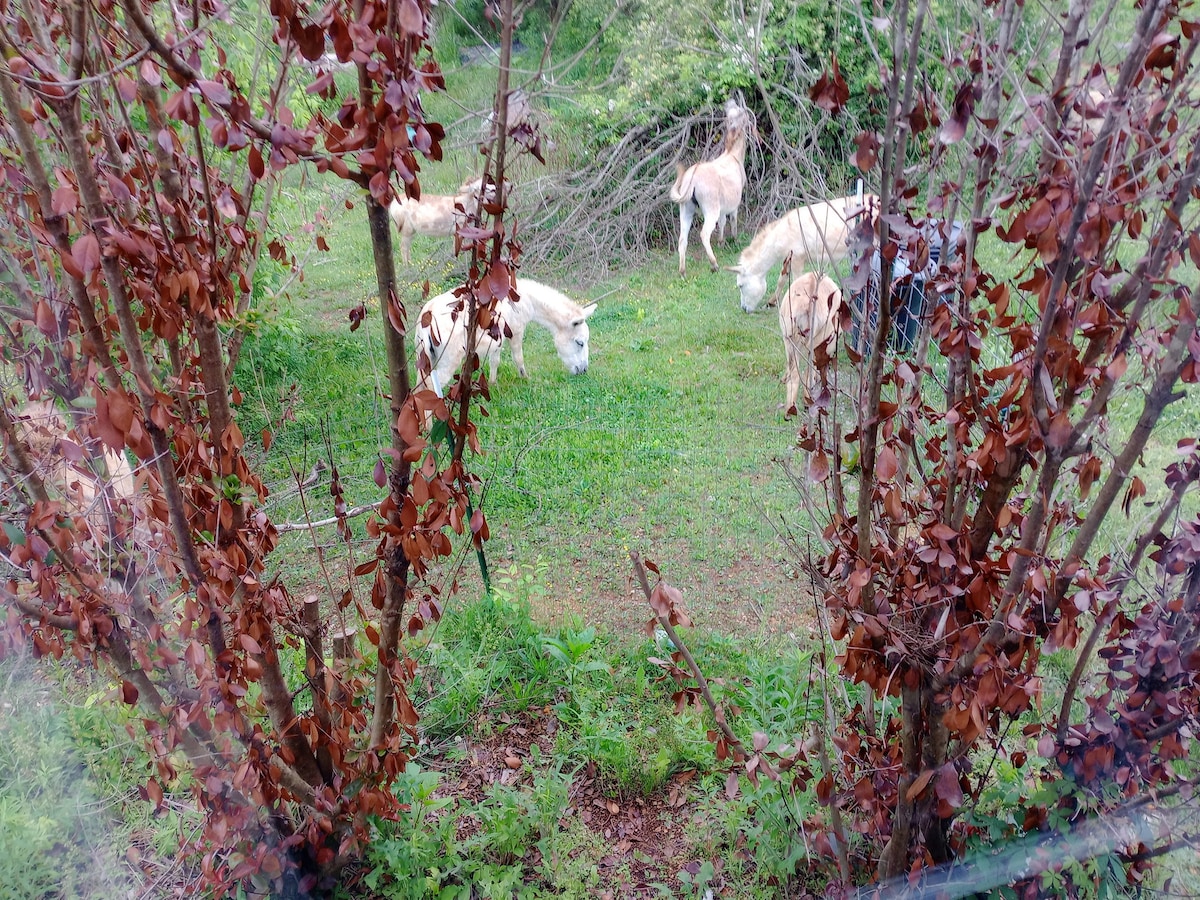 Art house: rural with donkeys near Hohenwald