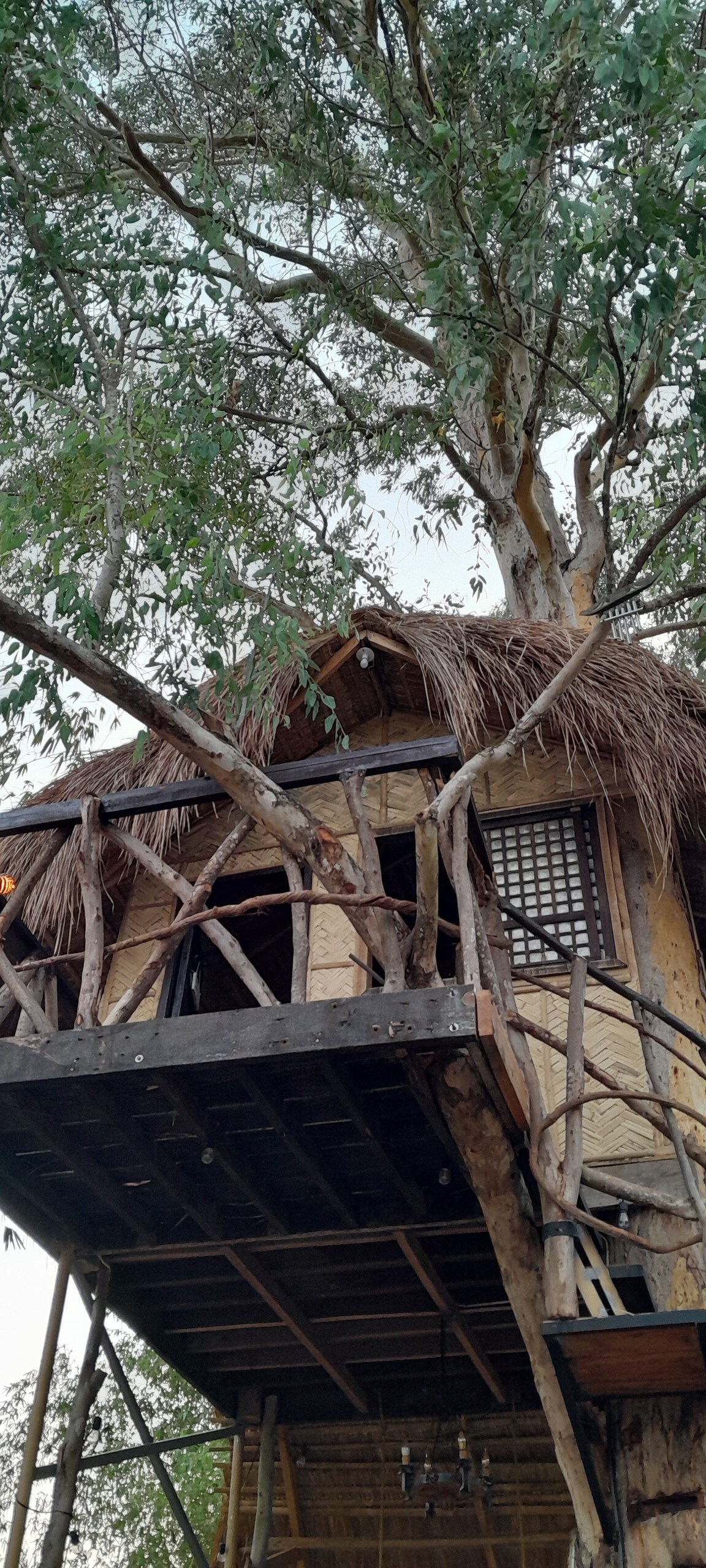 Traveler's Treehouse - near Mapanuepe Lake