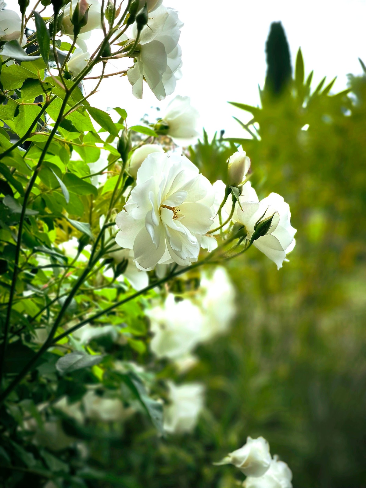 Le jardin d'Aix-en-Provence