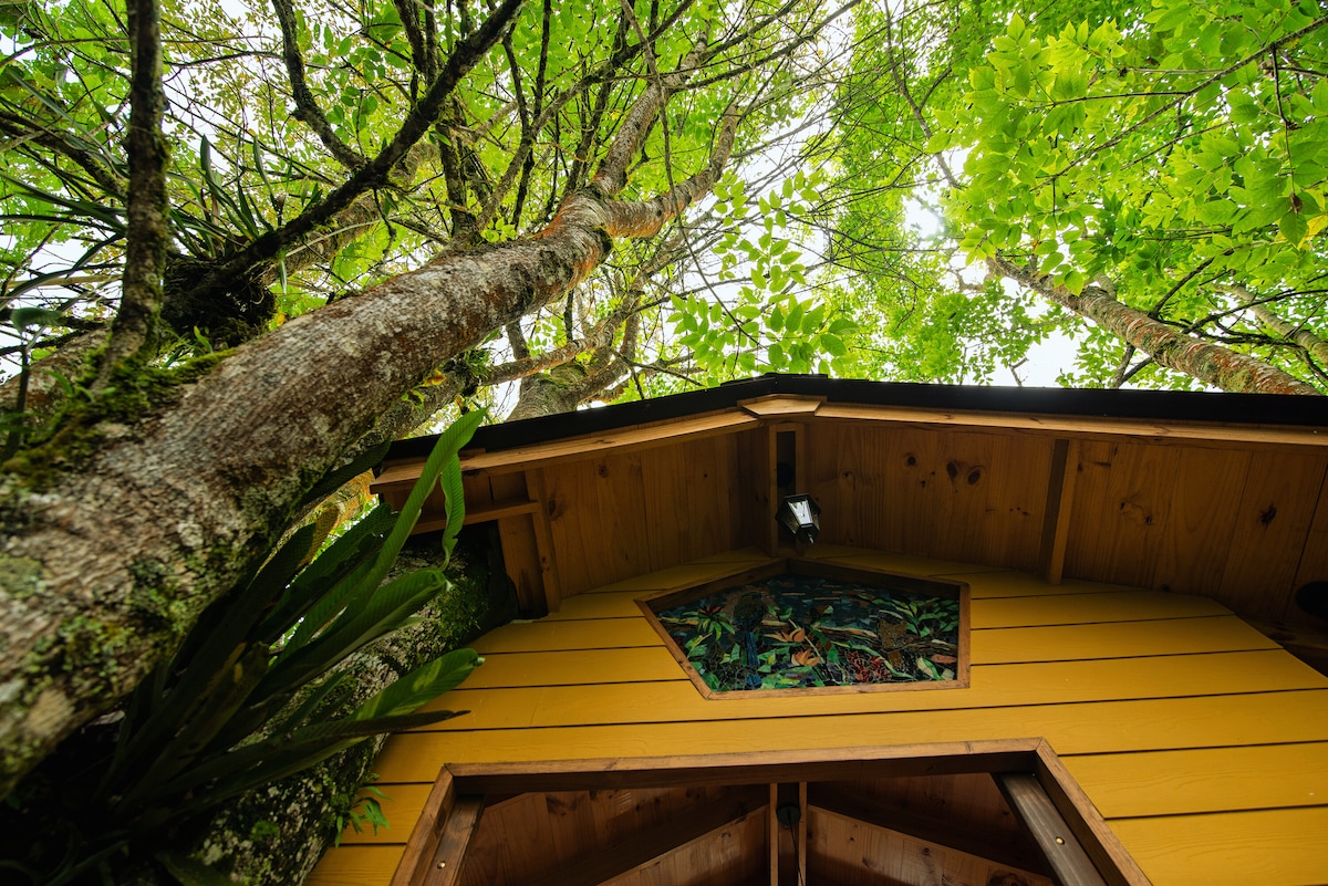 Golden tanager ：树林中的舒适小木屋