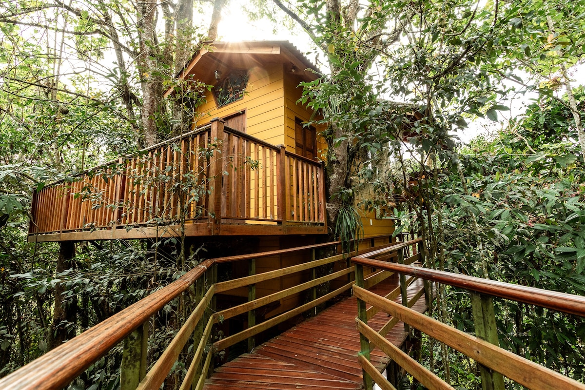 Golden tanager ：树林中的舒适小木屋
