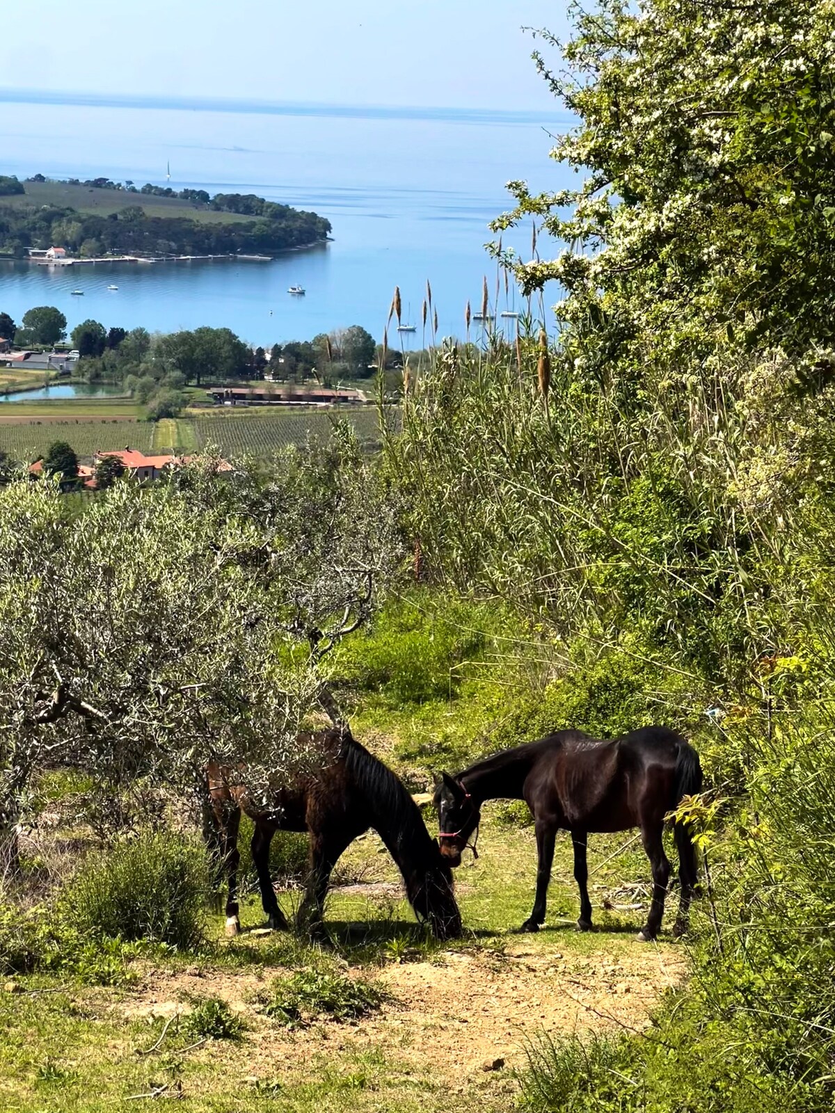 Farm stay with horses, Ankaran