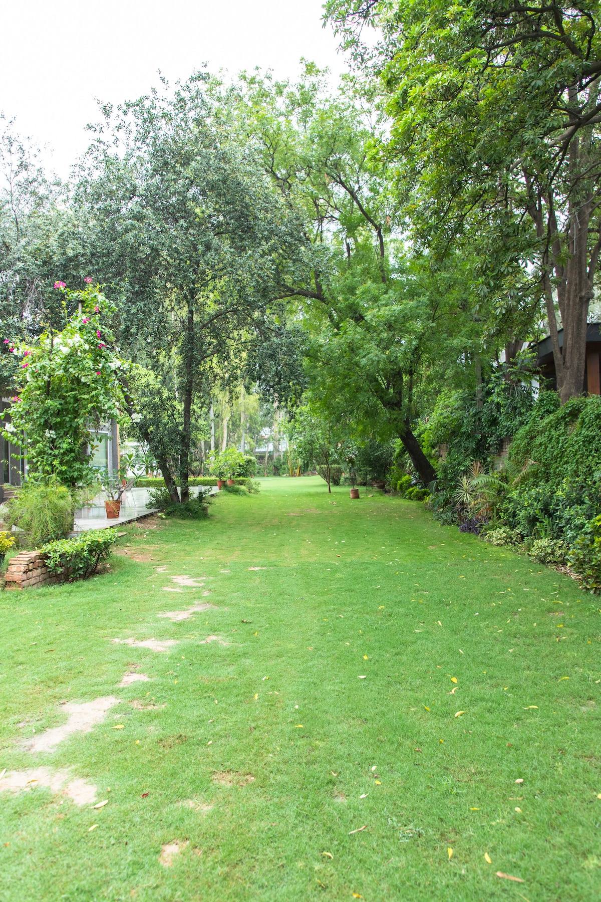 Eucalyptus Forest in the City with Pool