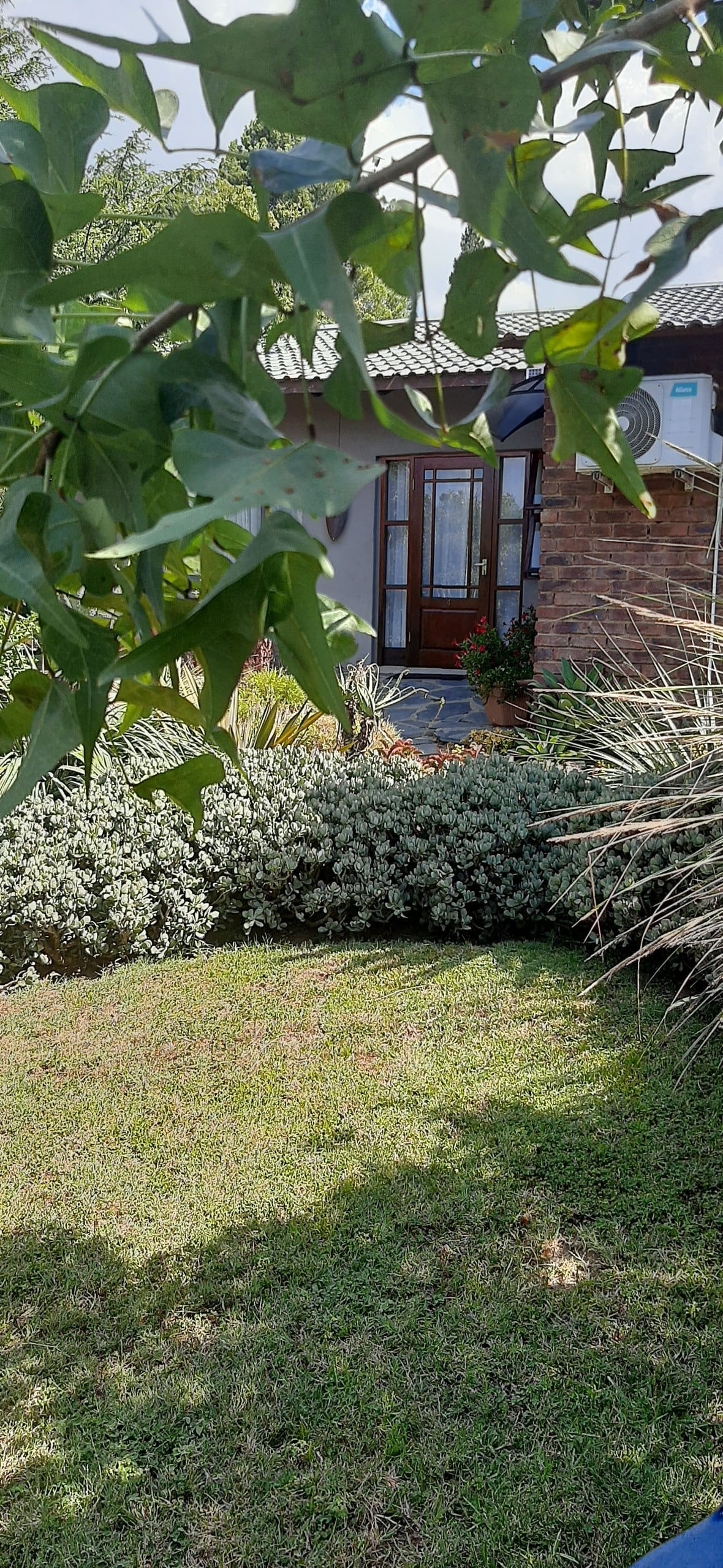 Beautiful aloes and succulent garden