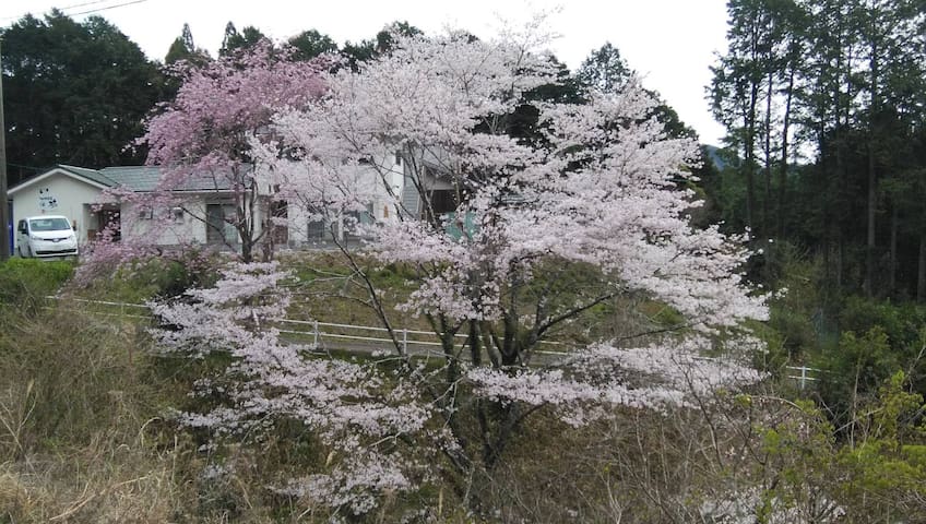 Kihoku, Kitamuro District的民宿