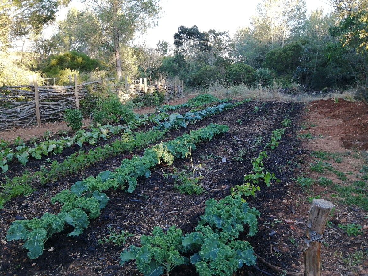 Beach View - Free Vegetables - Nature - Large pool