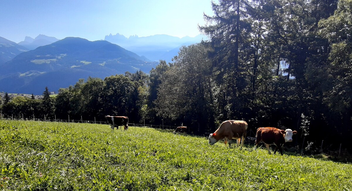 Agriturismo-appartamento con vista sulle montagne