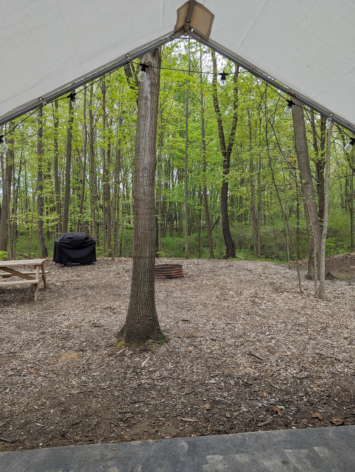 Luxury glamping amongst the trees - Spruce