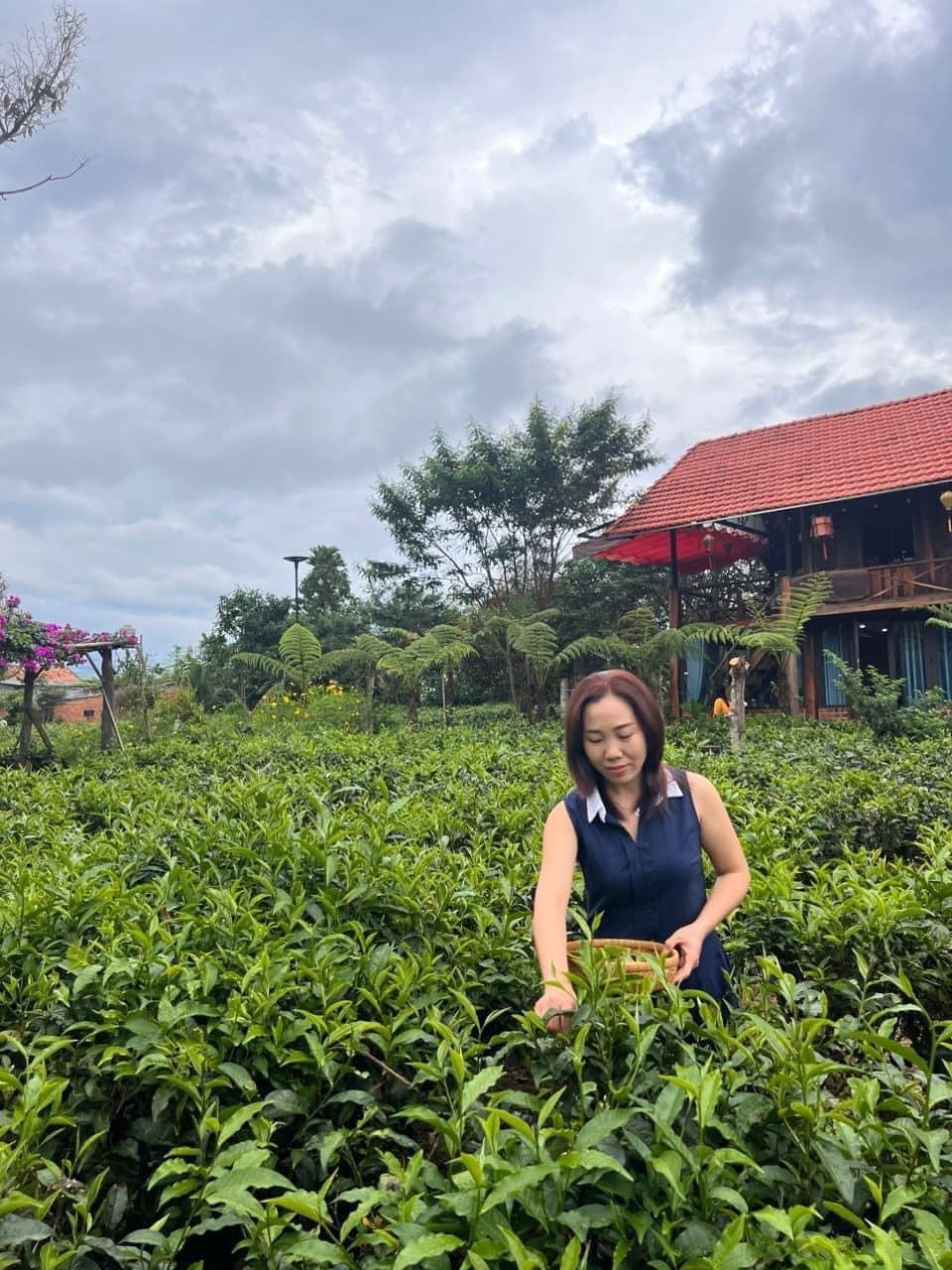 Khu vườn nhiệt đới với trà xanh và trái cây sạch