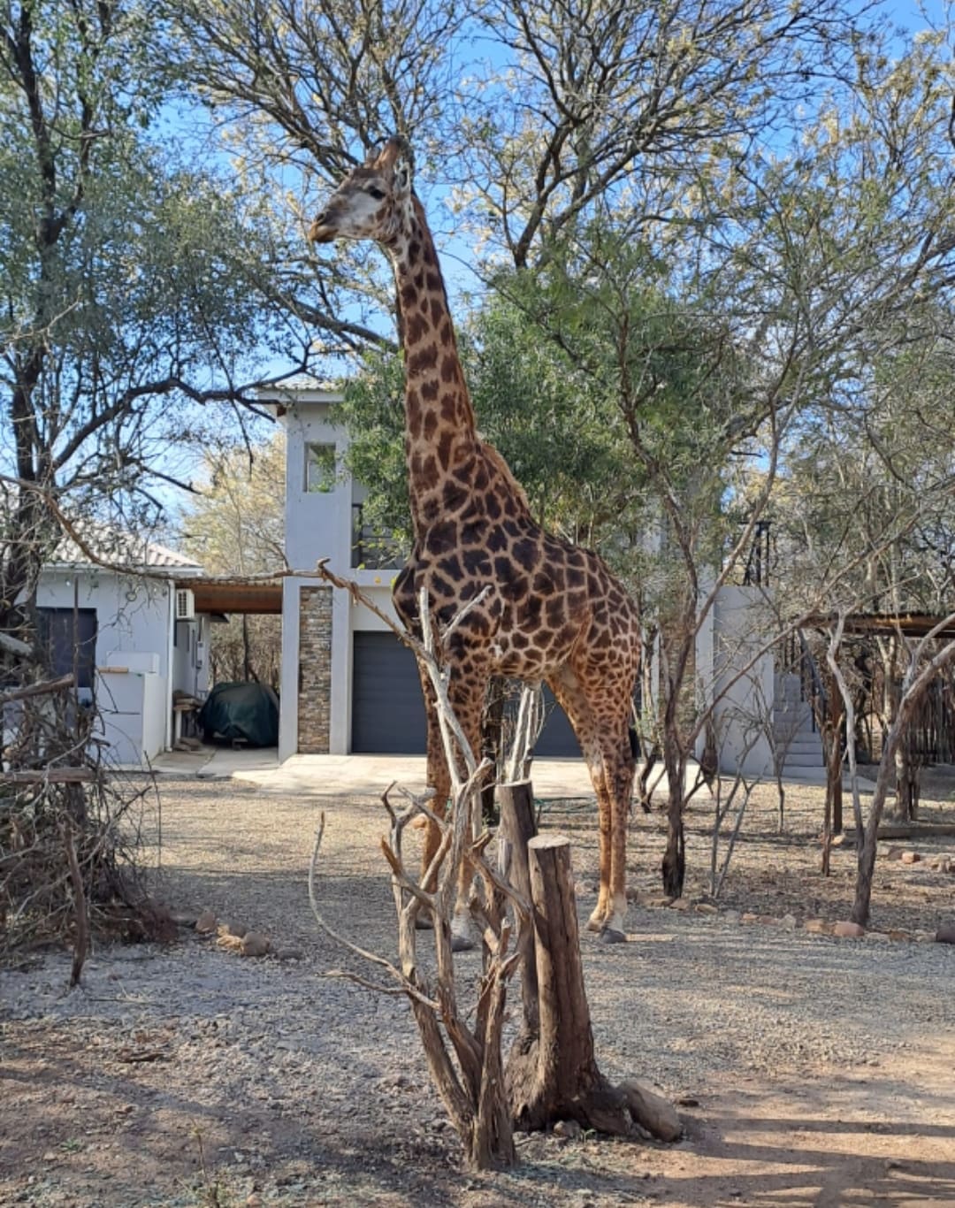 Giraffe Studio @ Kruger