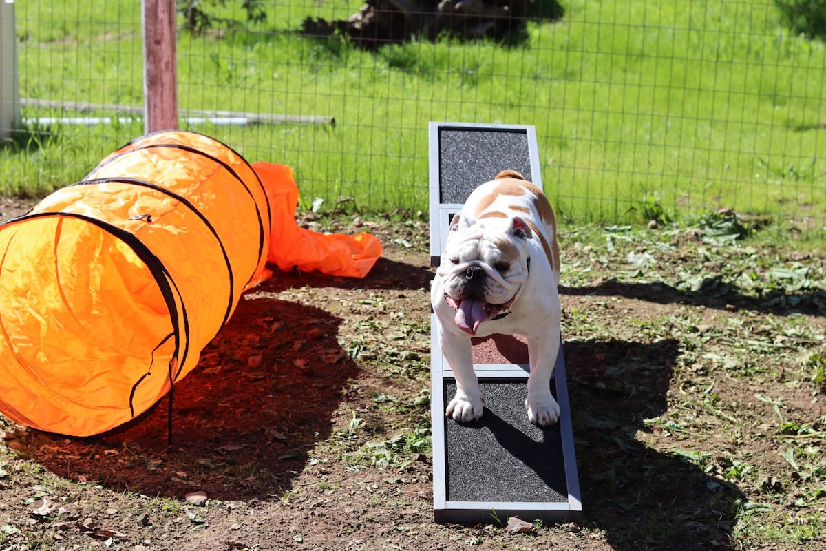 Modern, Dog park, Game Room, Fire Pit, Playground