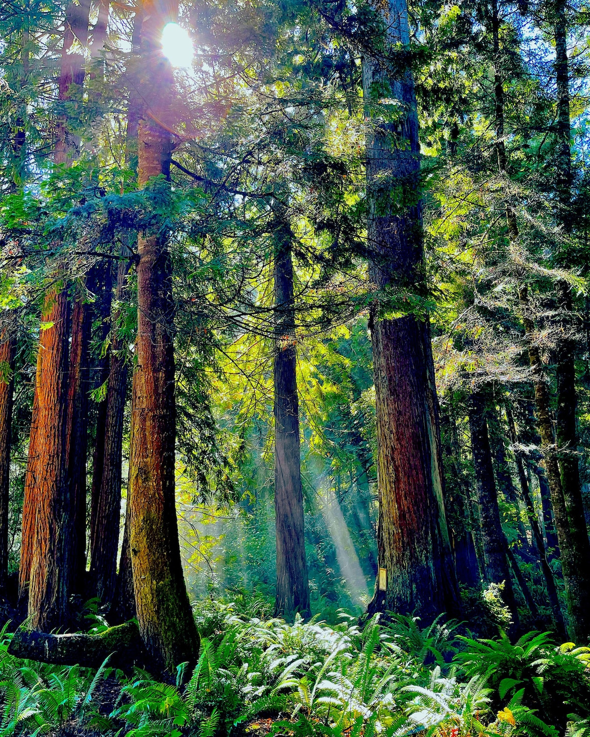 Ocean Forest Redwood TreeCabin