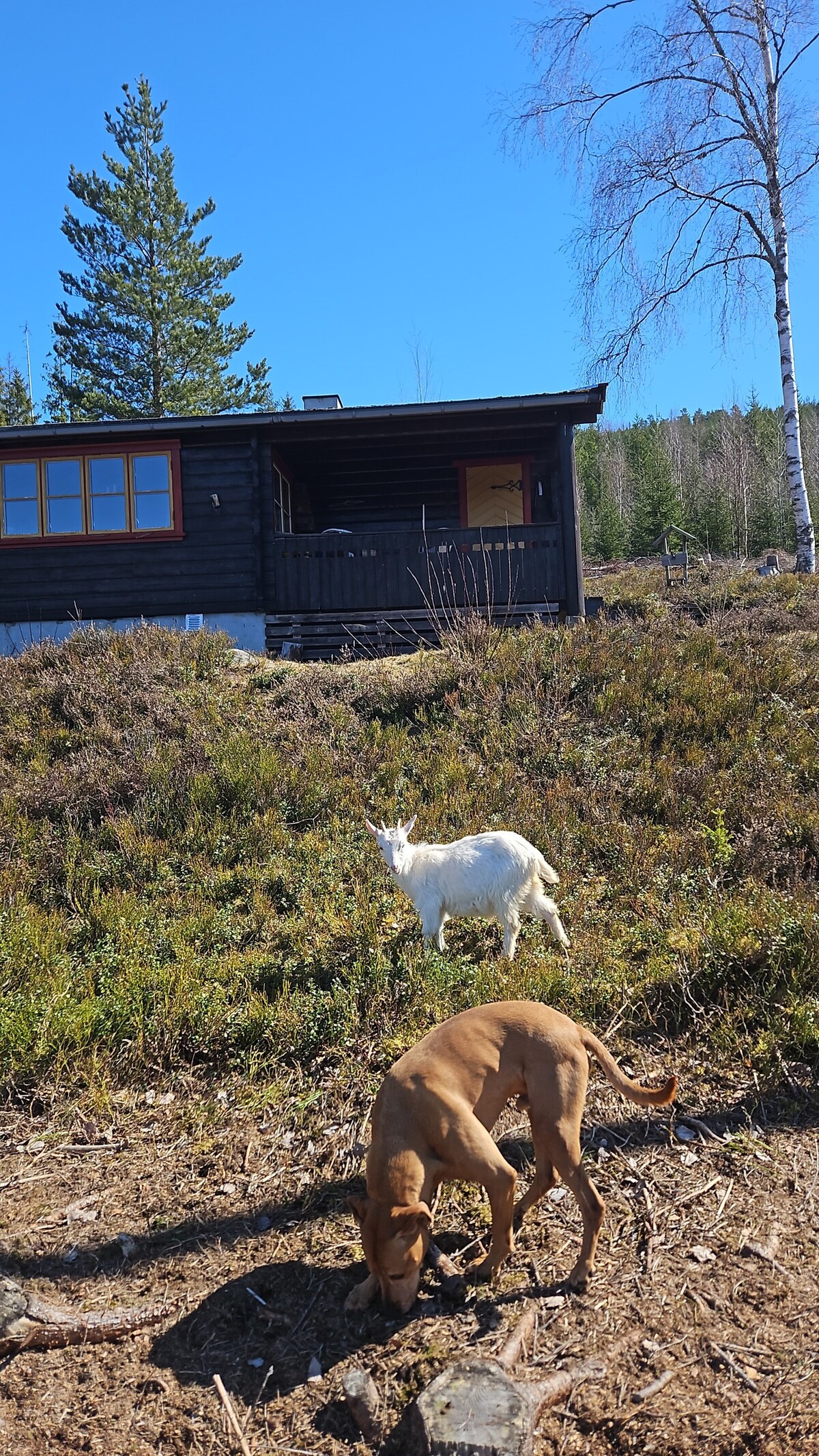 Cabin on goatfarm in the centre of Fyresdal