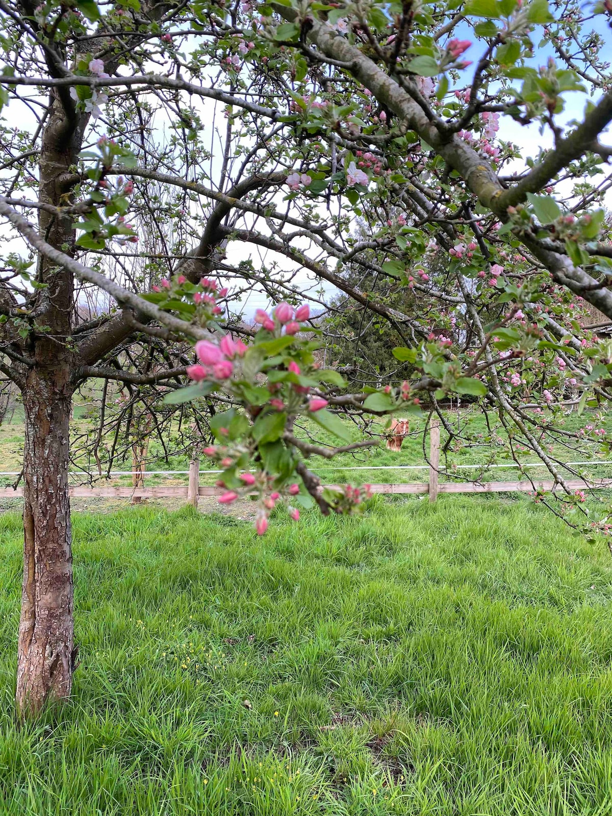 甜蜜的疯狂，家庭住宅