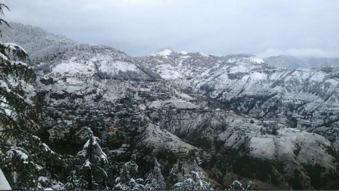 Jkvillashimla 
In pine forest