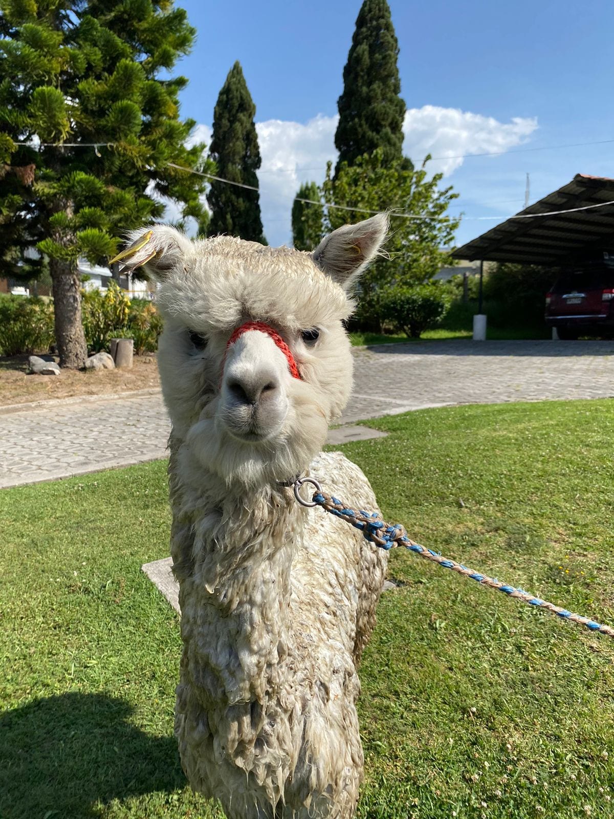 10 Hectare Alpaca Farm穿过机场