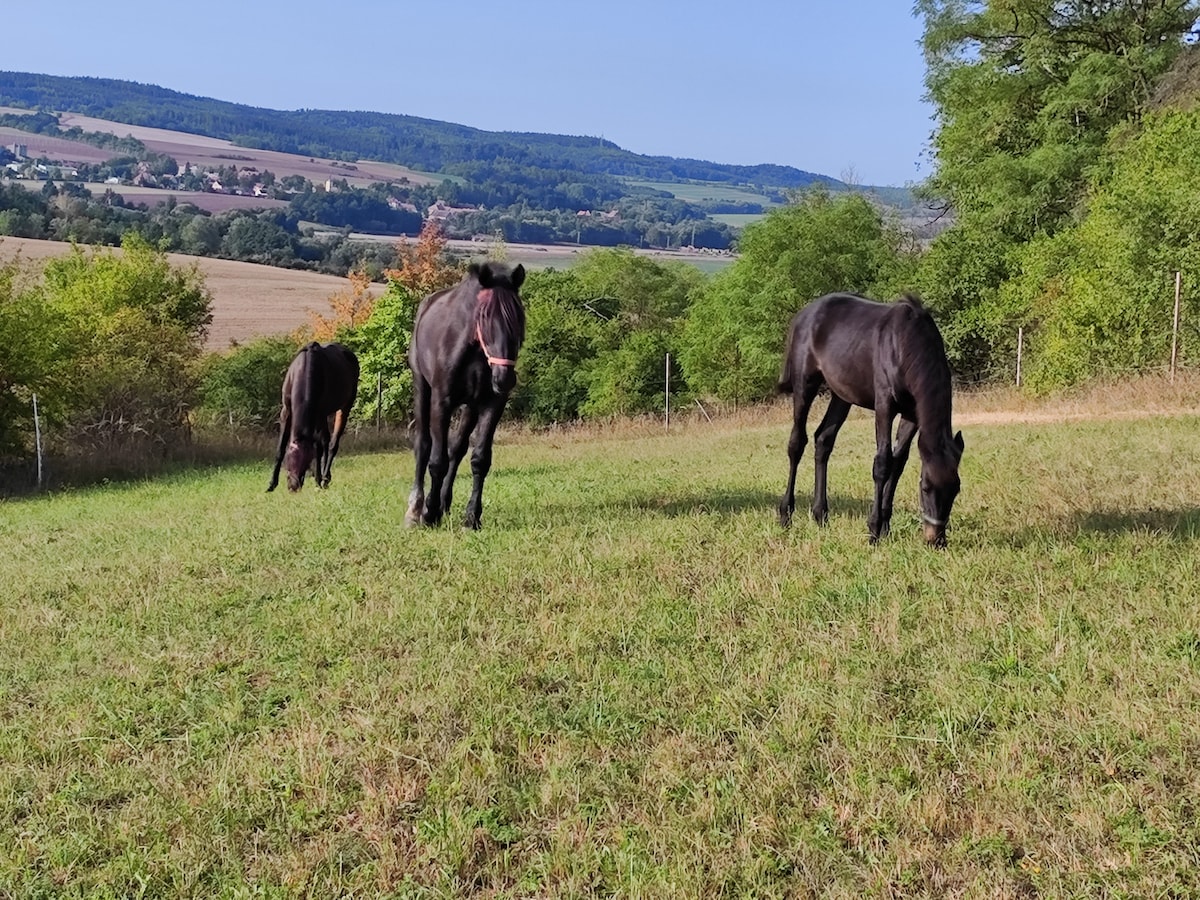 Apartmány u koní