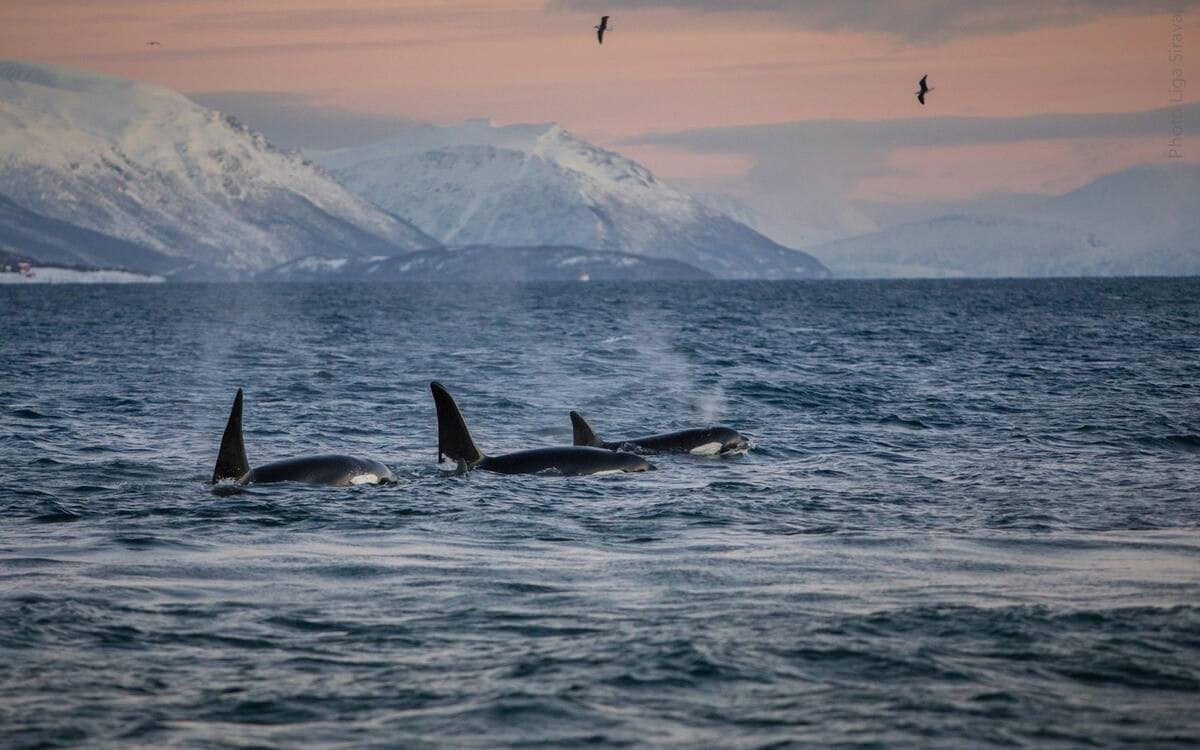 Bobåt in Tromsø city. Lugar 5