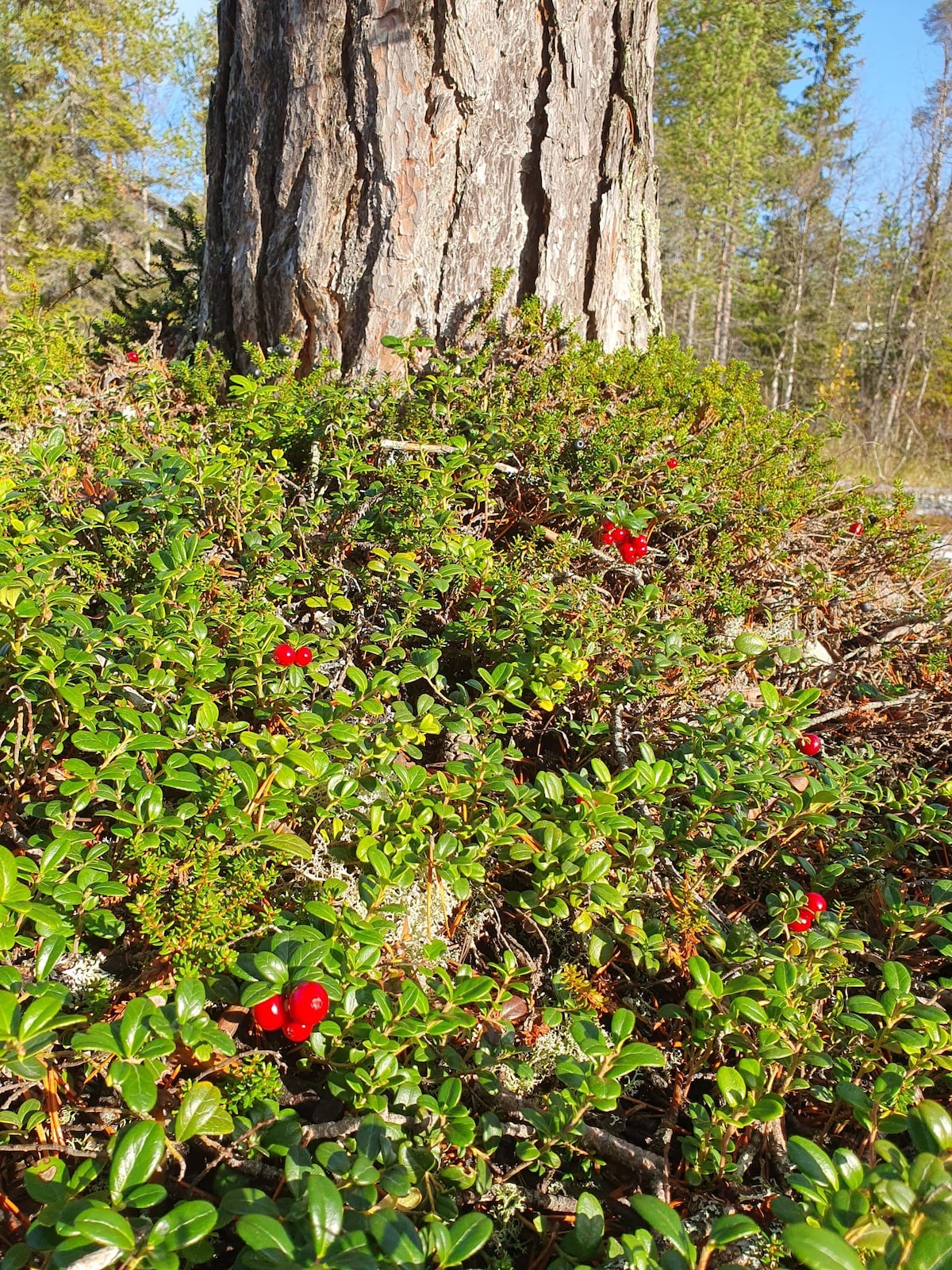 Härlig fjällstuga i Idre Fjäll vid Nordbackarna