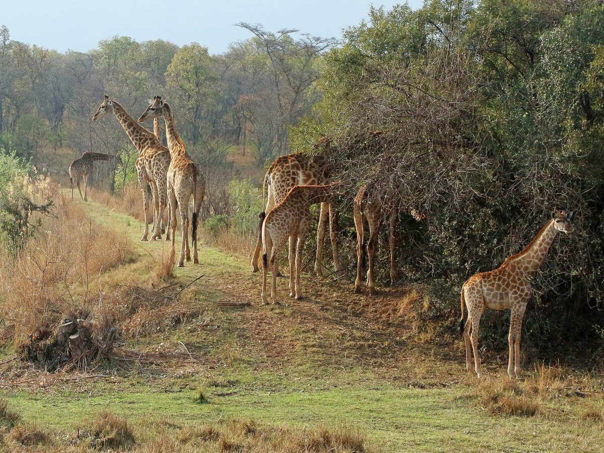 Out of Africa farm in Limpopo