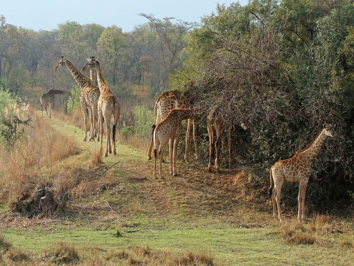 Out of Africa farm in Limpopo