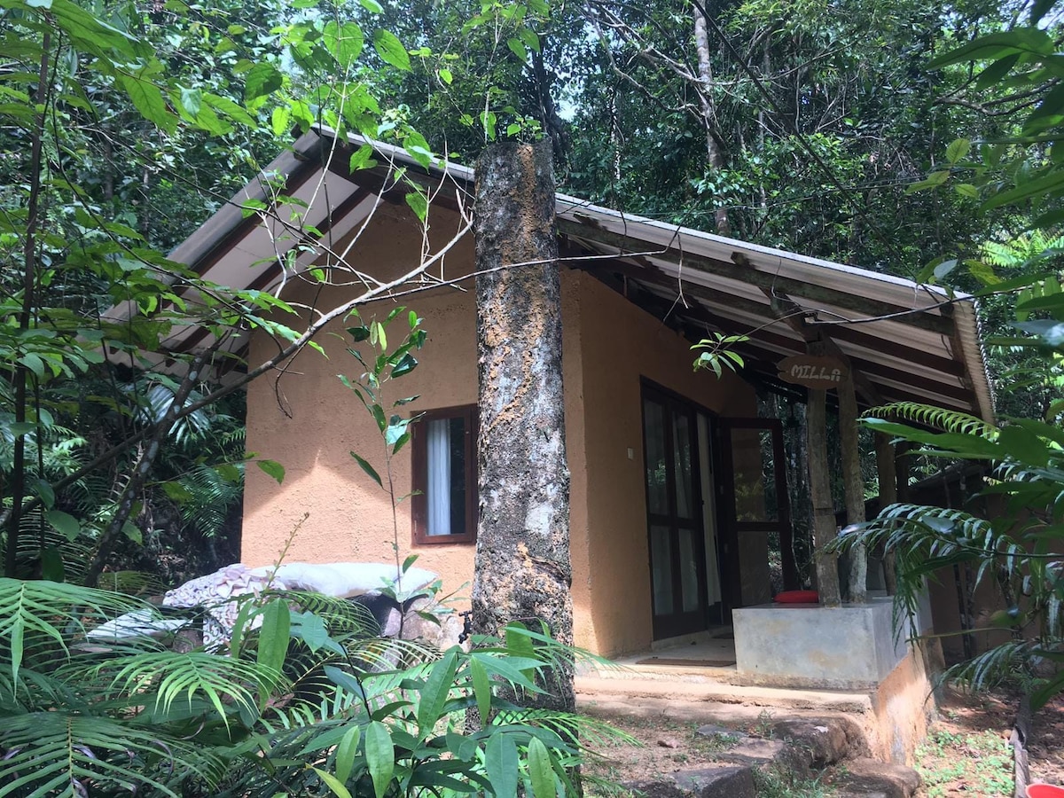 Eco Rainforest Retreat - Family Sized Chalet